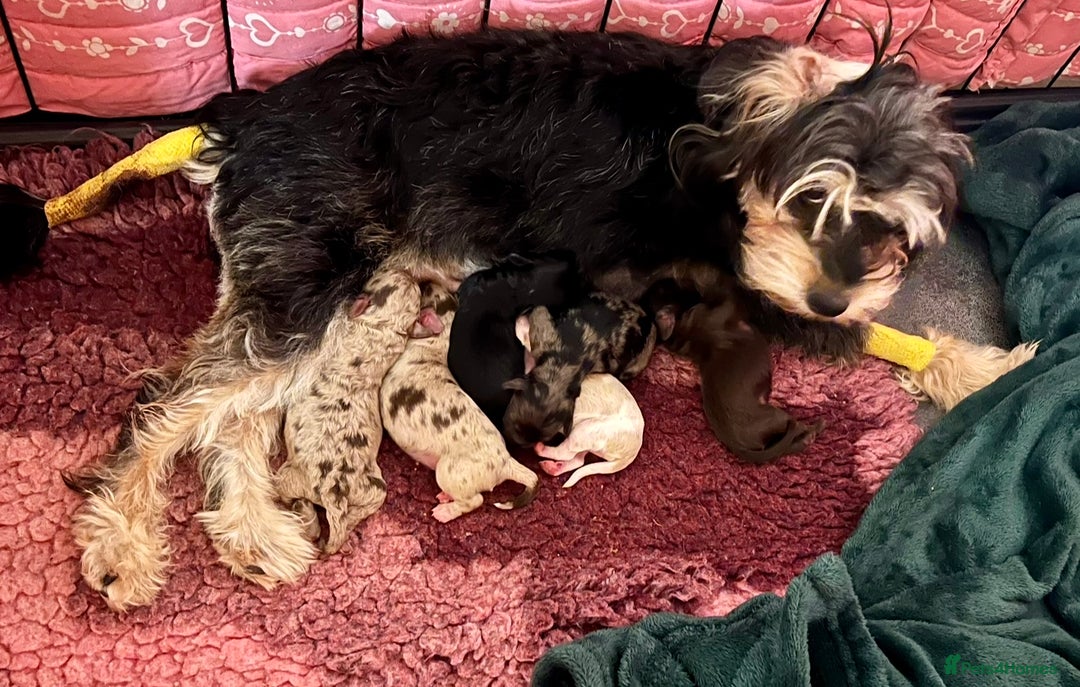 Cavapoo dogs for sale: TOY Fluffy Cavapoo’s From Health Tested Parents - Image 37