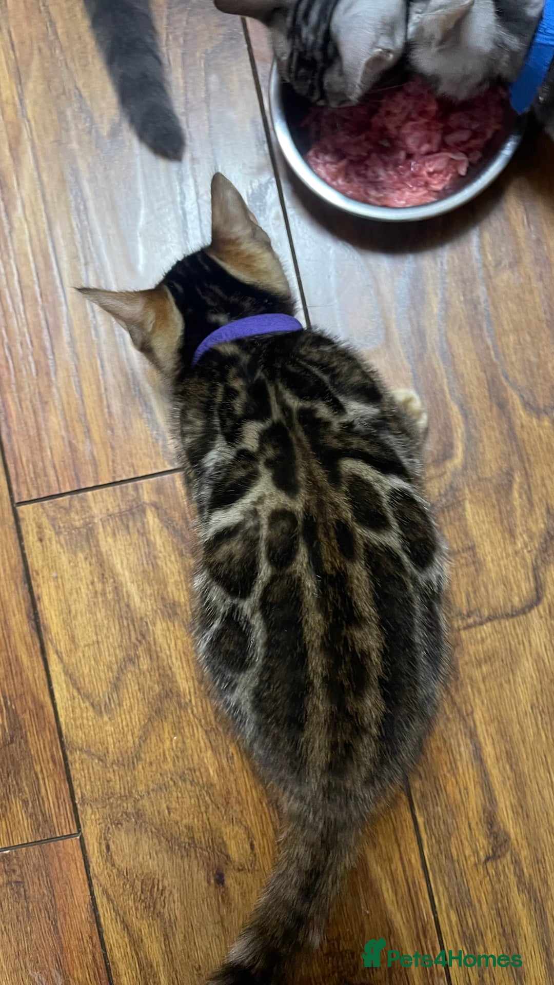 Bengal cats for sale: 🏡Stunning Tica registered Bengal Kittens  🐾 - Image 15