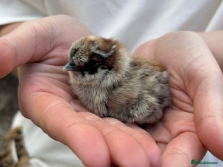 Chickens poultry - Advert 35