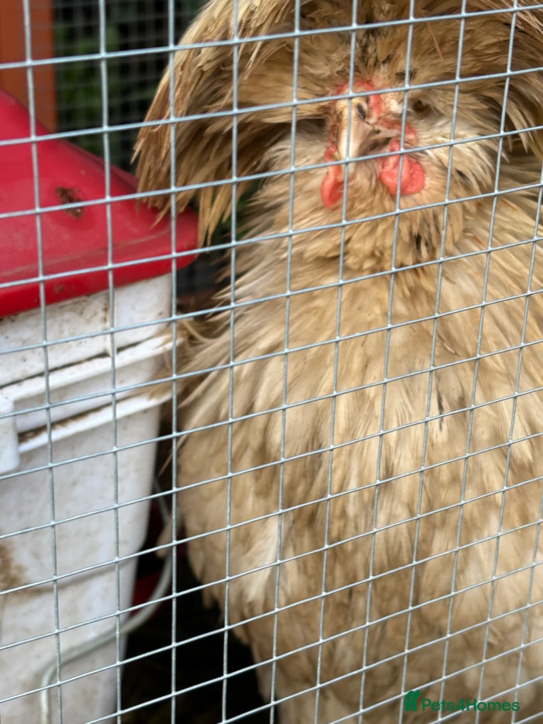 Chickens poultry for sale: Polish Frizzle Rooster - Advert 2