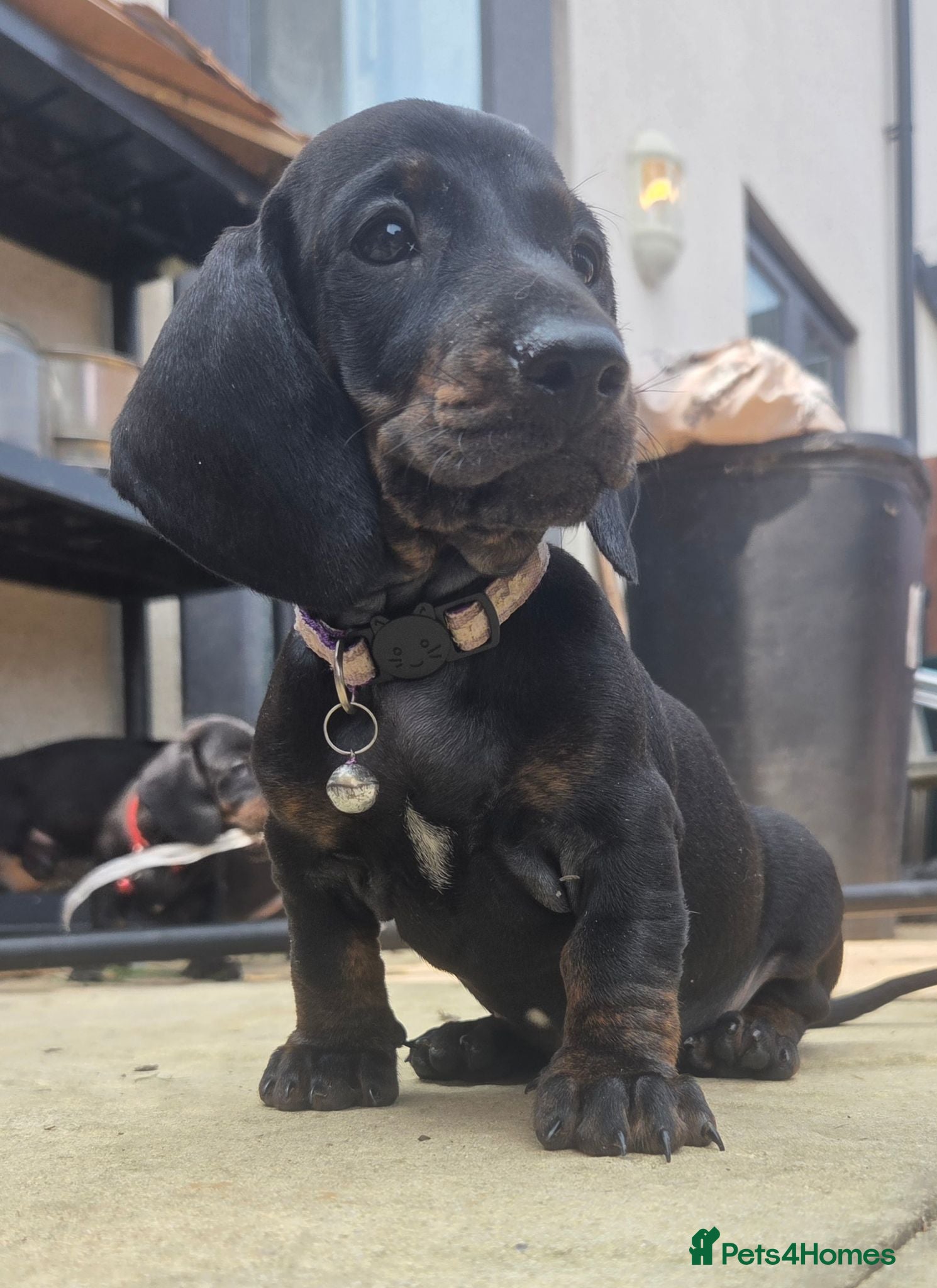 Dachshund dogs Ready now kc standard smooth dachshunds  - Advert 8