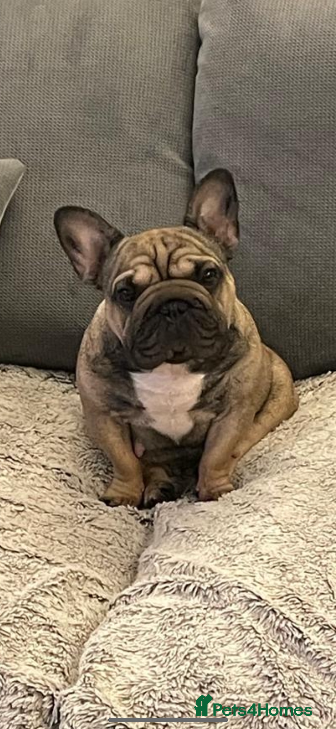 French Bulldog dogs French Bulldog for sale   - Advert 7