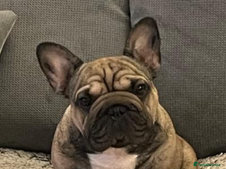 French Bulldog dogs French Bulldog for sale - Advert 1