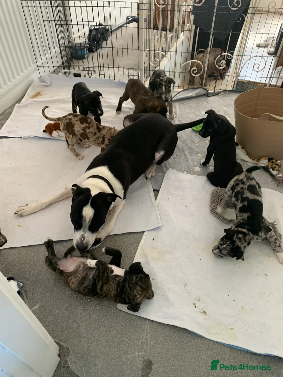 Mixed Breed dogs for sale: American Staffordshire Terrier Cross Puppies - Advert 2