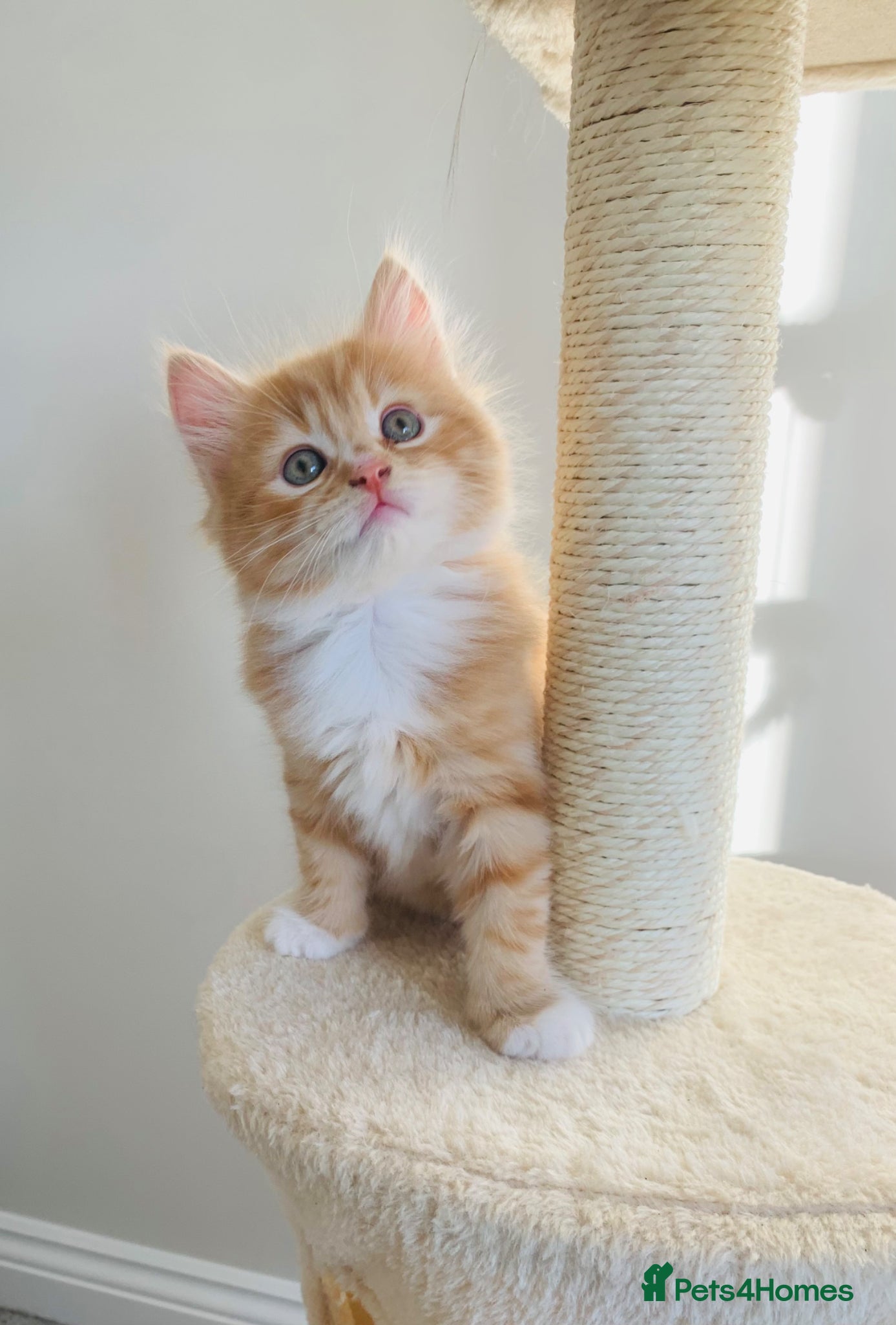Mixed Breed cats Maine coon x - Advert 3