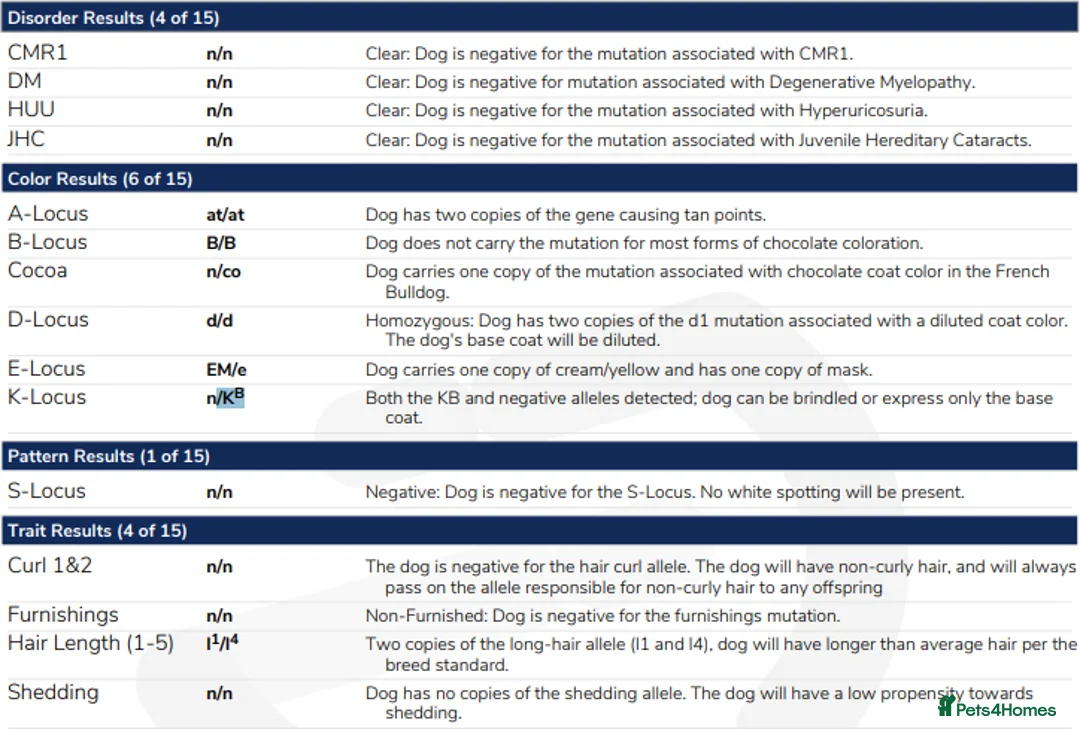 French Bulldog dogs for stud: 🔥🔥 PROVEN L1 & L4 BLUE VISUAL FLUFFY STUD 🔥🔥 in Feltham - Advert 3