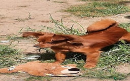 Russian Toy Terrier dogs for sale: Russain toys. - Image 1
