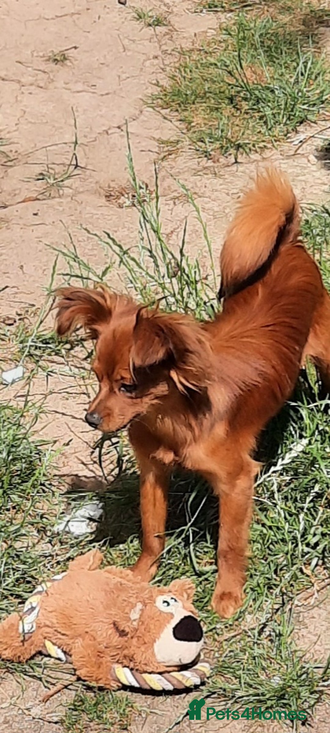 Russian Toy Terrier dogs for sale: Russain toys. - Image 1