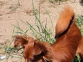 Russian Toy Terrier dogs - Advert 3