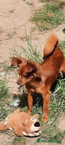 Russian Toy Terrier dogs - Advert 2