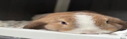 Mini Lop rabbits for sale: Beautiful mini lop babies  - Advert 6