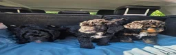 Bernedoodle dogs for sale: Top Quality BERNEDOODLE Puppies  - Advert 10