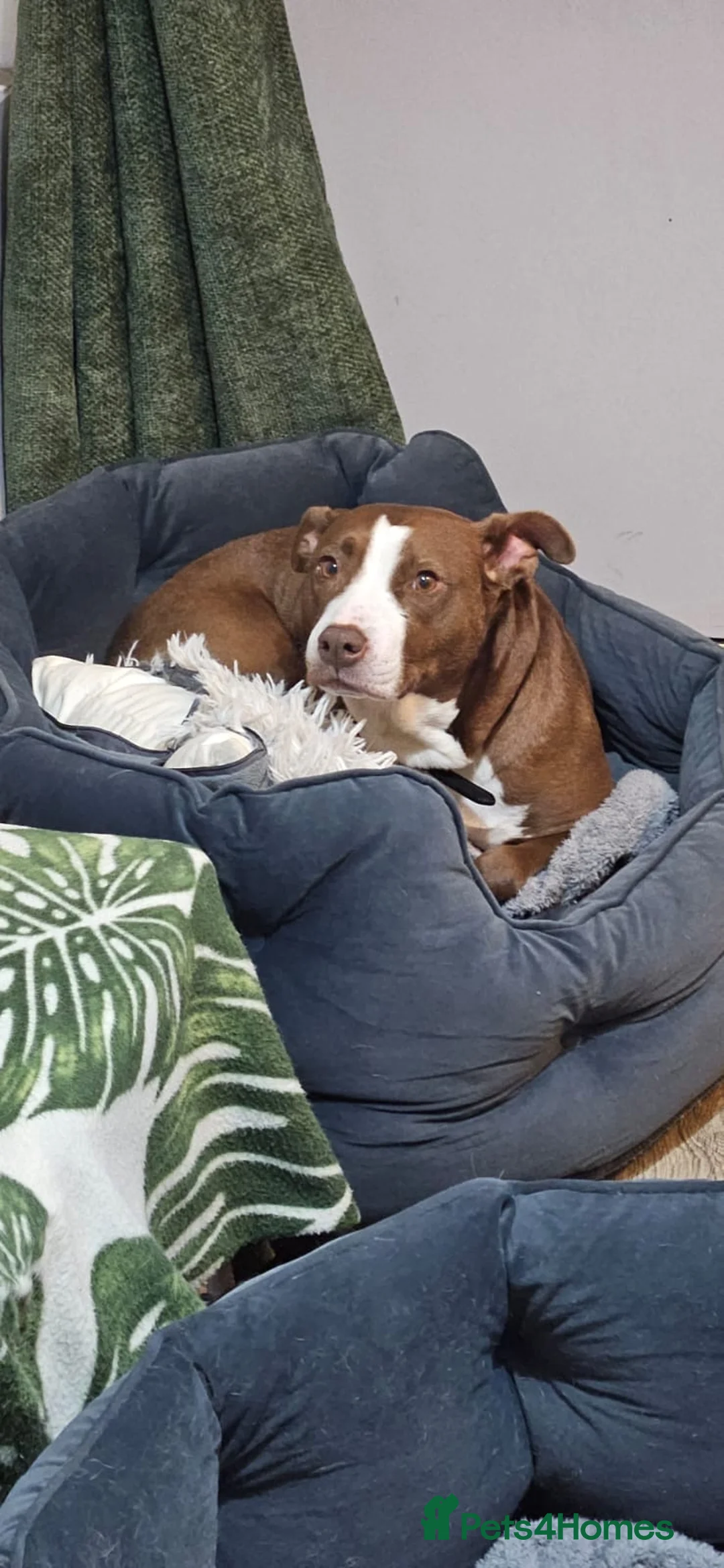 Mixed Breed dogs for adoption: Urgent 🚨 HELP Home Needed  in Hengoed - Advert 14