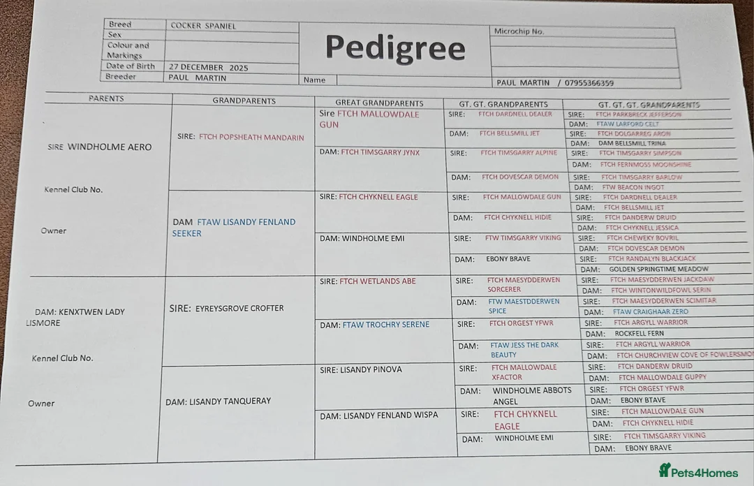 Cocker Spaniel dogs for sale: Cocker spaniel pups - Advert 8