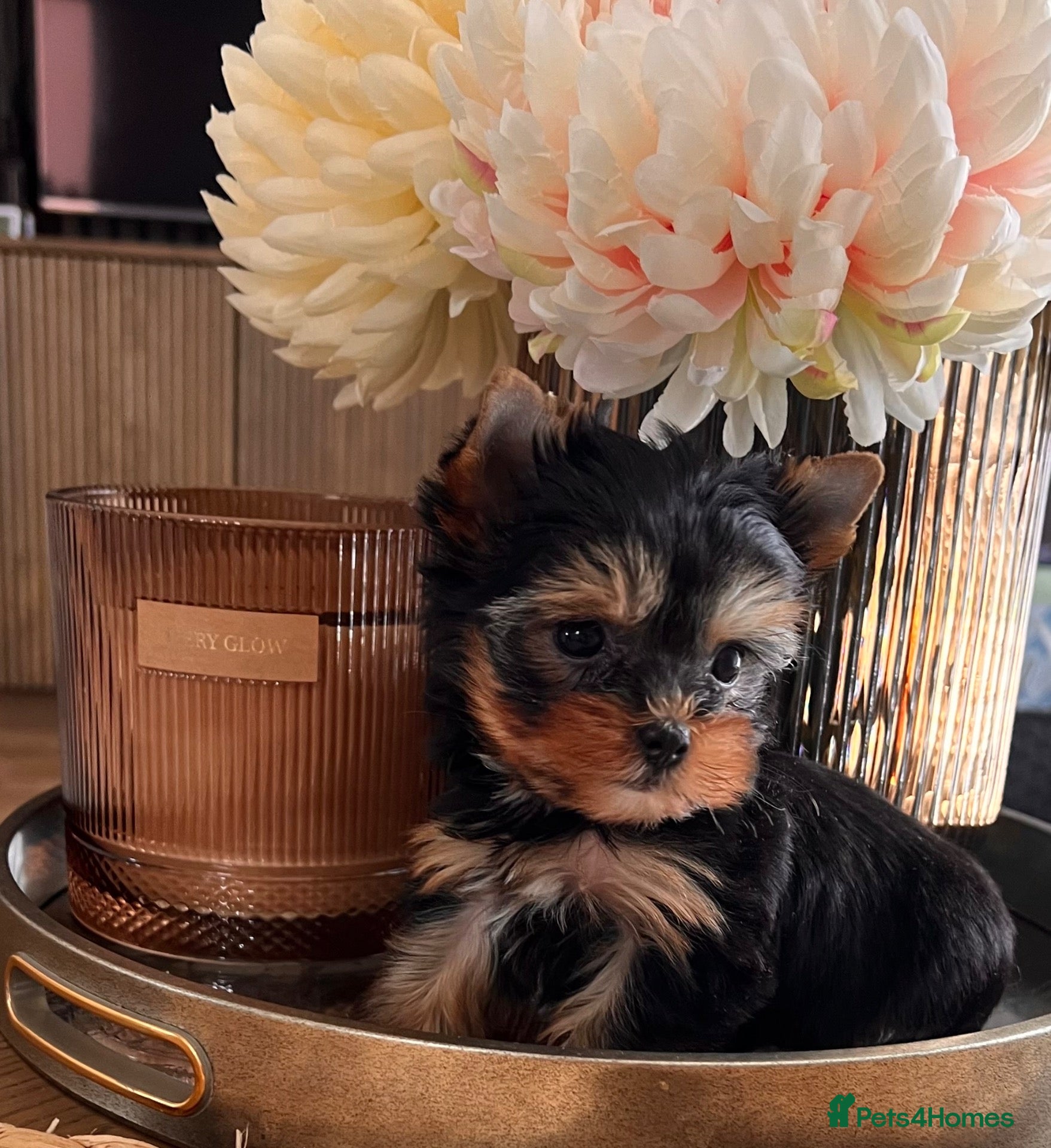 Yorkshire Terrier dogs 🌸 Very Tiny Yorkshire Terrier Girl – Ready Now 🌸 - Advert 3