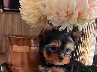 Yorkshire Terrier dogs 🌸 Very Tiny Yorkshire Terrier Girl – Ready Now 🌸 - Advert 1