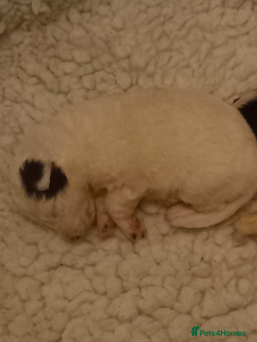 Border Collie dogs for sale: Border Collies for sale - Image 7