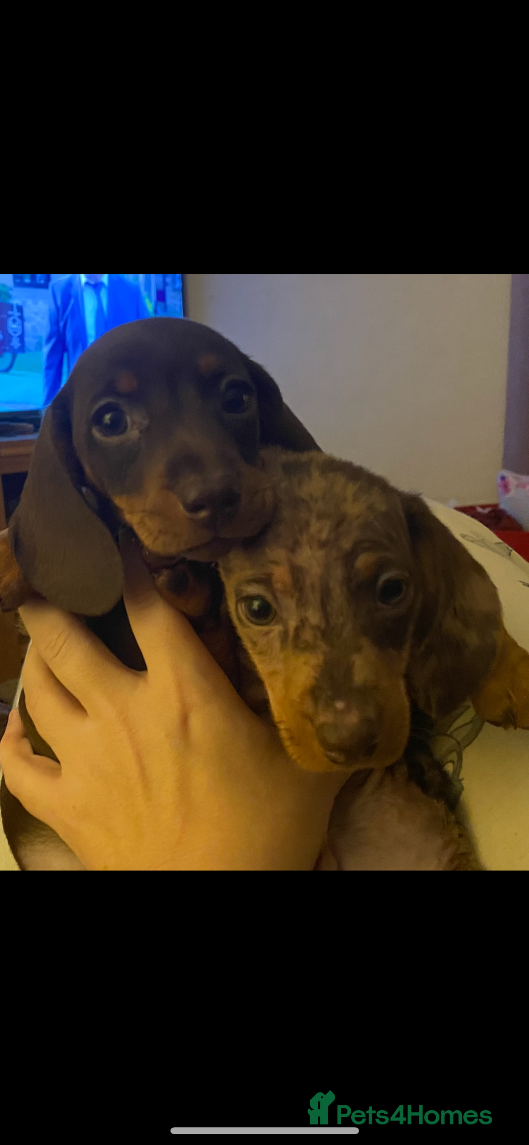 Miniature Dachshund dogs for sale: 3 Chocolate and Tan Kc Parents - Image 4