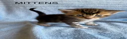 Maine Coon cats for sale: 1/2 Maine Coon Fluffy Tabby Kittens!  - Advert 11