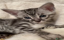 Savannah cats for sale: Gorgeous Female SBT kittens - Image 1