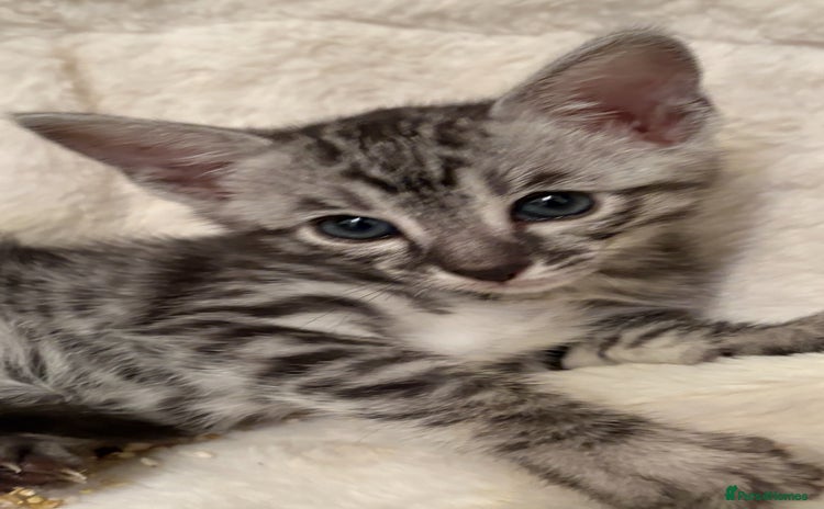 Savannah cats - Advert 11