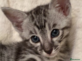 Savannah cats - Advert 1