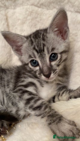 Savannah cats - Advert 1