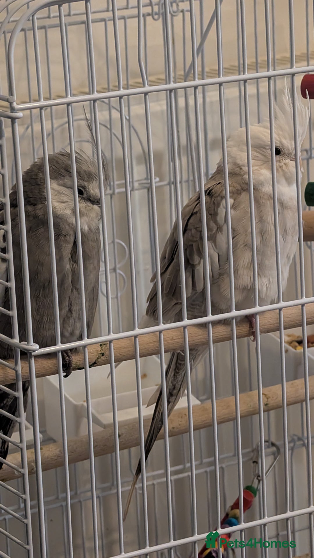 Cockatiels birds for sale: Cockatiel birds  - Advert 3