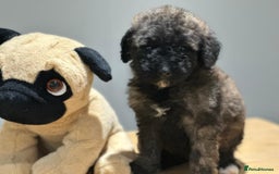 Mixed Breed dogs for sale: F1B SAINTBERNADOODLE BOYS AND GIRLS - Image 9