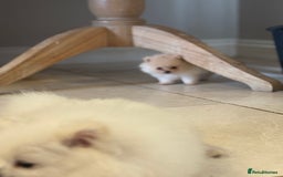 Pomeranian dogs for sale: Pomeranian puppies - Image 13