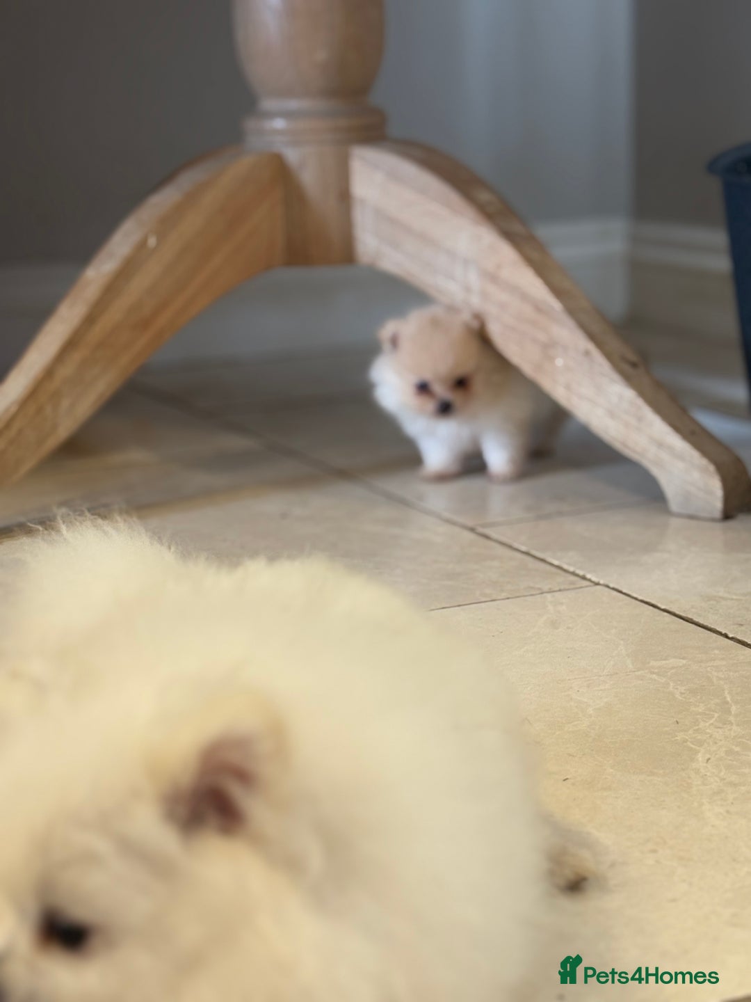 Pomeranian dogs for sale: Pomeranian puppies - Image 13