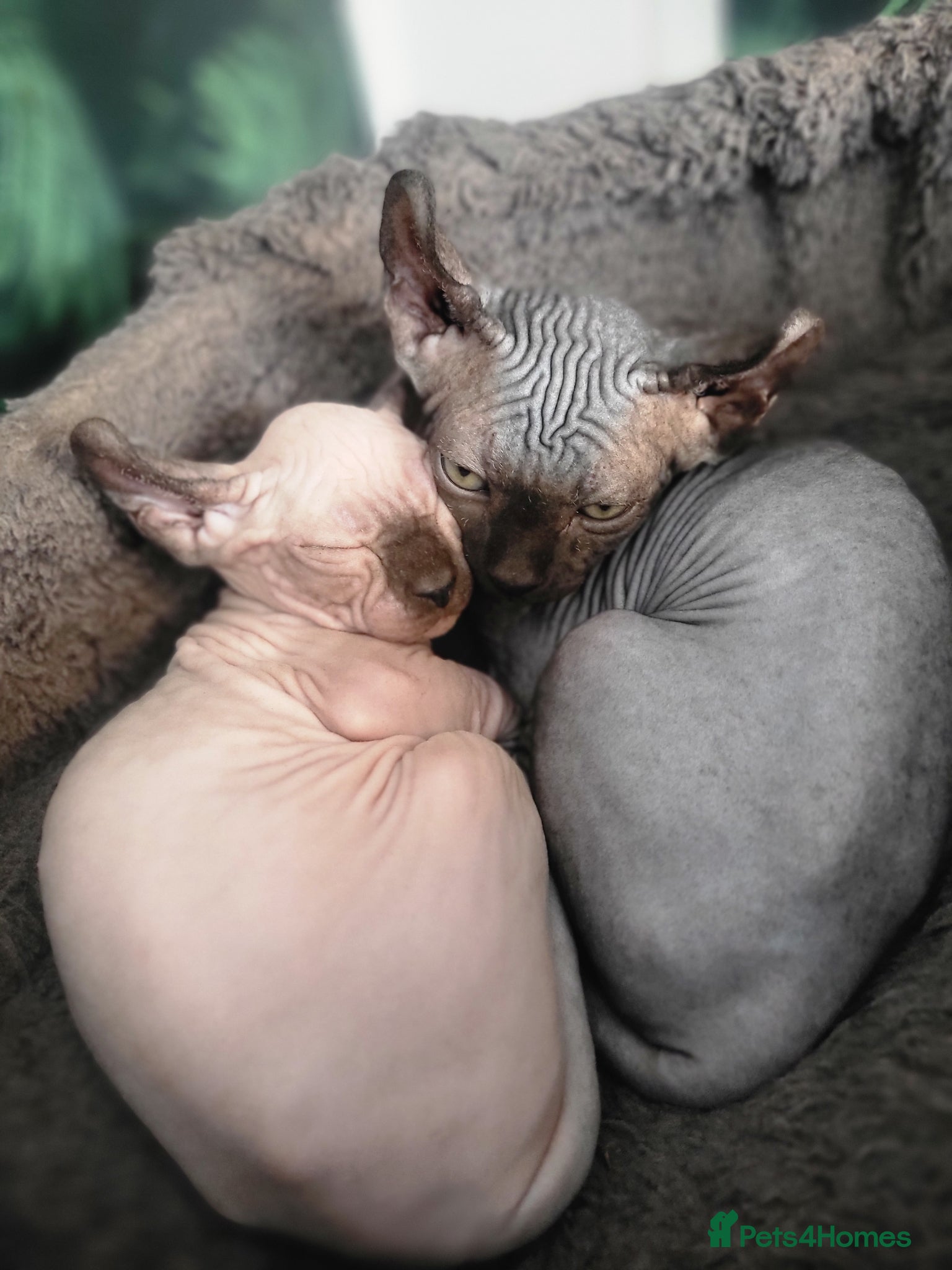 Sphynx cats 🐾 Exceptional Elf Sphynx Kittens  🐾 - Advert 2