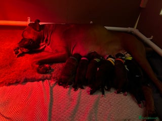 Boxer dogs Beautiful Brindle Boxer Puppies - Advert 6