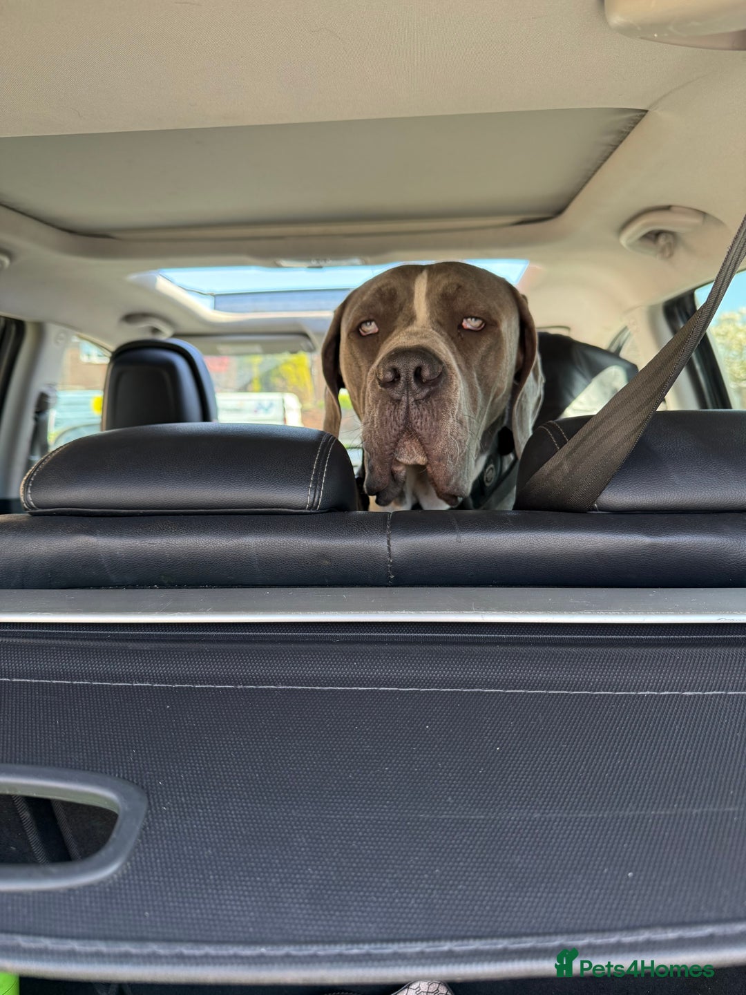 Cane Corso dogs for sale: CANE CORSO CLIO - ******  - Image 2