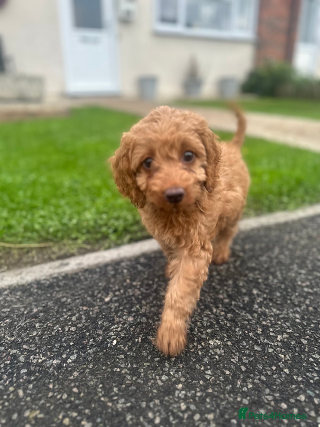 Cockapoo dogs for sale: READY NOW red cockapoos  - Image 13