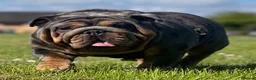 English Bulldog dogs for sale: ⭐️ ENGLISH BULLDOG PUPPIES ⭐️ - Advert 5