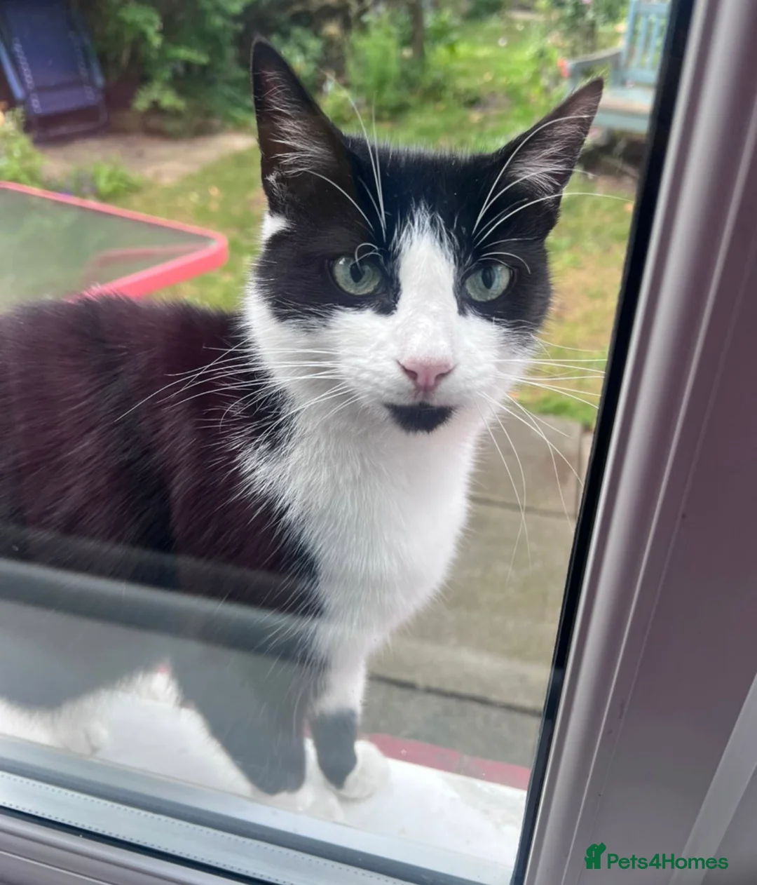 Mixed Breed cats for sale: 2 male cats  in Newcastle upon Tyne - Advert 3