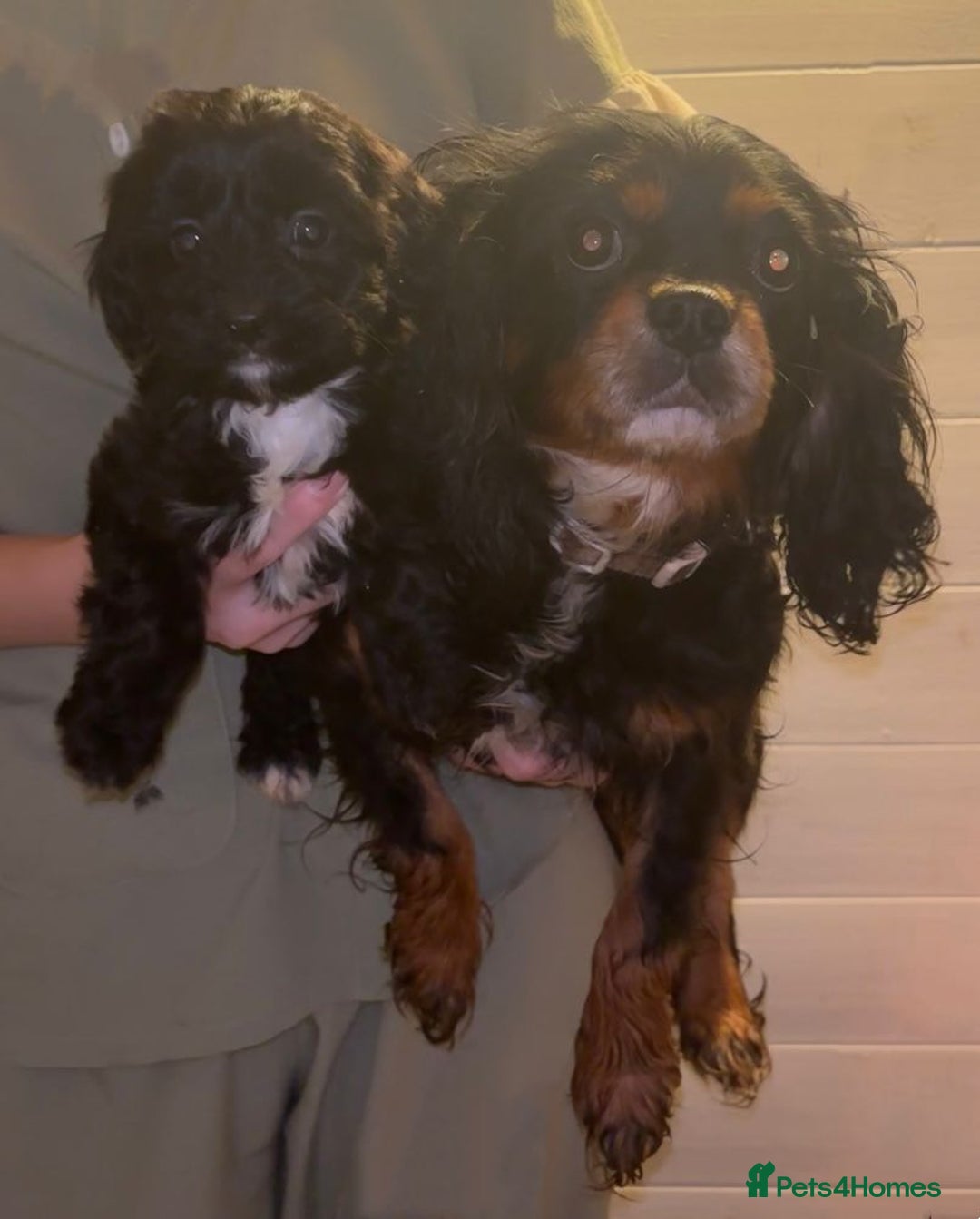 Cavapoo dogs for sale: CAVAPOO PUPPIES  - Advert 6