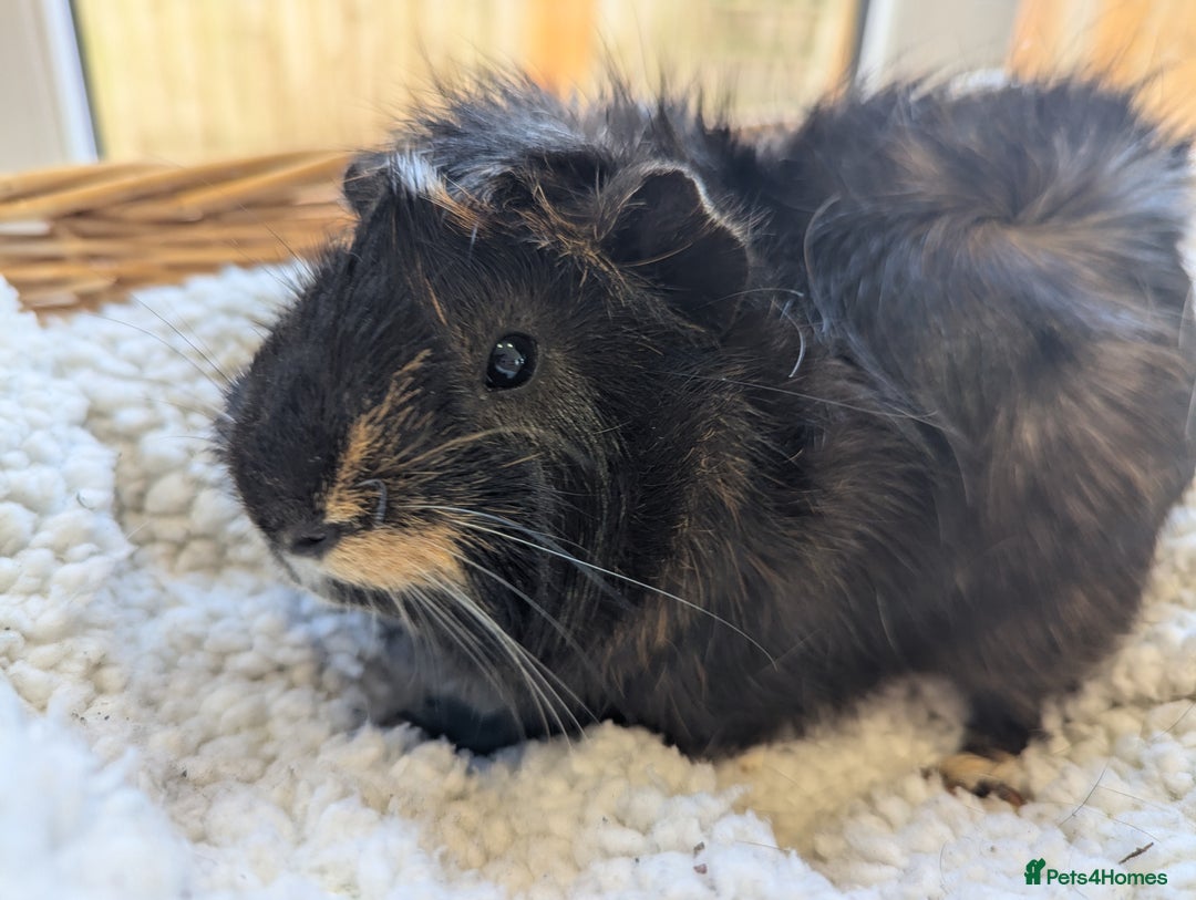 Guinea Pig rodents for sale: Gorgeous male guinea pig - Image 2