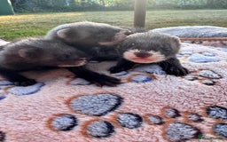 Ferret rodents for sale: Beautiful black ferret kits  - Image 6