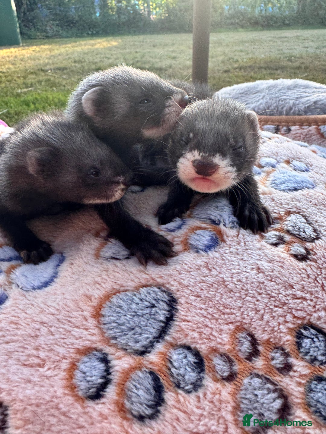 Ferret rodents for sale: Beautiful black ferret kits  - Image 6