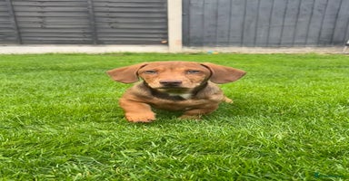 Miniature Dachshund dogs - Advert 1