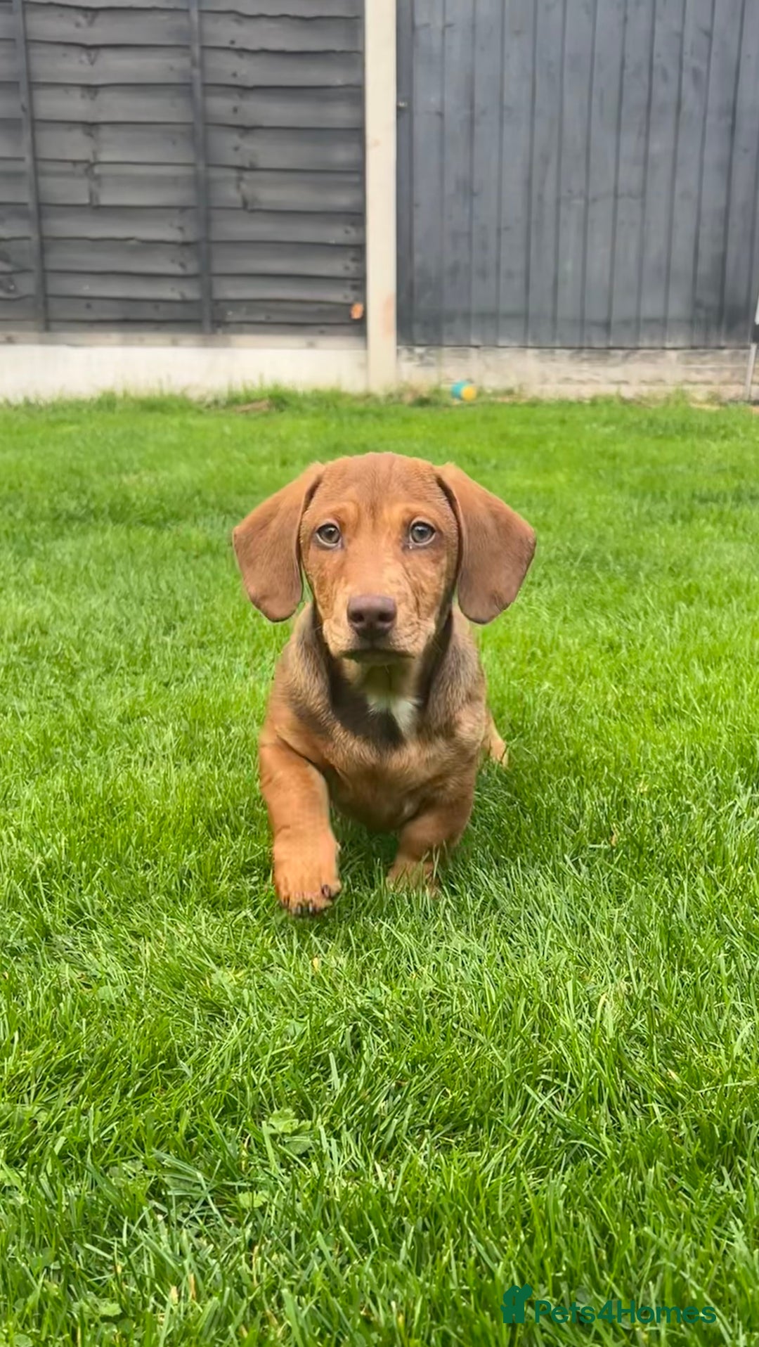 Miniature Dachshund dogs for sale: Miniature Dachshund Boys and Girls - Image 8