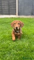 Miniature Dachshund dogs - Advert 7