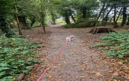 Malshi dogs for sale: ❤️ Loving Home Wanted for Our Beautiful Penny ❤️ - Image 10