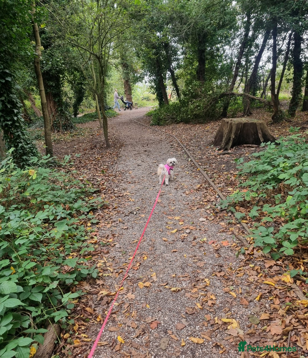 Malshi dogs for sale: ❤️ Loving Home Wanted for Our Beautiful Penny ❤️ - Image 10