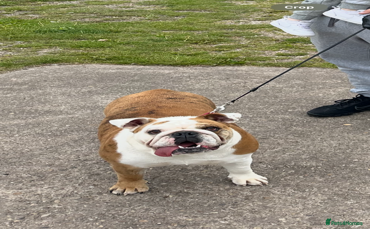 English Bulldog dogs - Advert 12