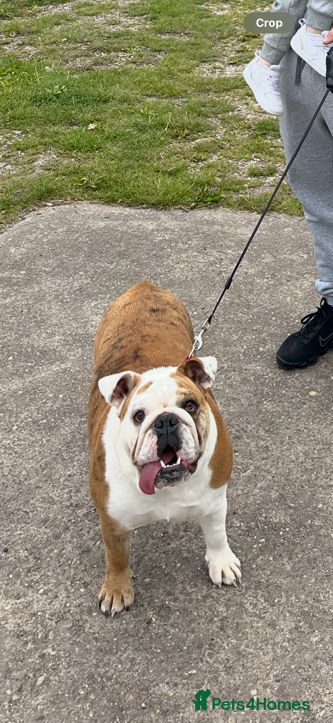 English Bulldog dogs for sale: English bulldog Lola  - Image 1