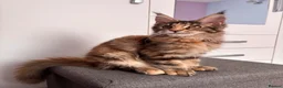 Maine Coon cats for sale: ✨Last Pure Bred Maine Coon Kitten Available  - Advert 17