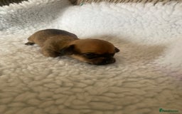 Mixed Breed dogs for sale: Tiny chiweenie puppy’s  - Image 7